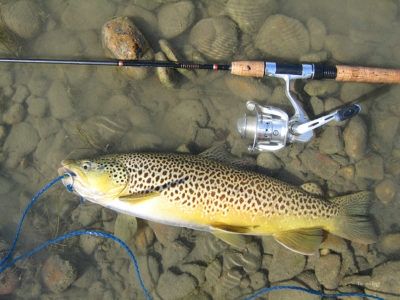 Brown trout