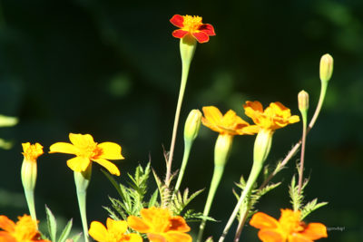 Marigolds