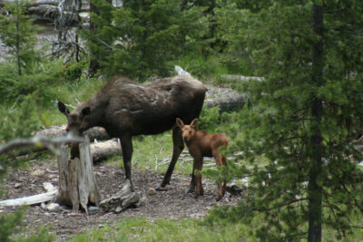 Mama Moose stops by for a visit